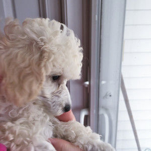 Meet your Posher, Mary ann